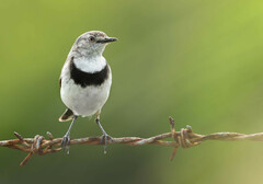 Epthianura albifrons
