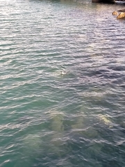 Eudyptula minor variabilis