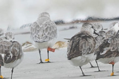 Calidris alba