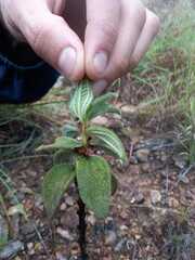 Miconia crenata