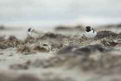 Thinornis cucullatus