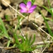 Phemeranthus teretifolius - Photo (c) Josh Emm,  זכויות יוצרים חלקיות (CC BY-NC), הועלה על ידי Josh Emm