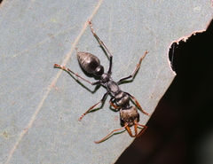 Myrmecia pilosula
