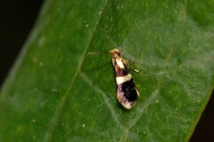 Tasmantrix calliplaca