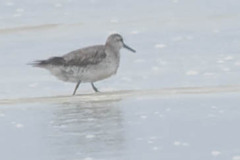 Calidris canutus