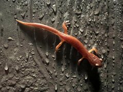 Ensatina eschscholtzii