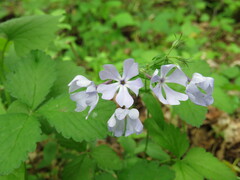 Phlox divaricata
