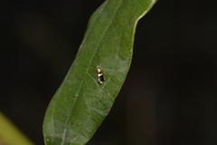 Tasmantrix calliplaca