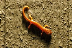 Ensatina eschscholtzii