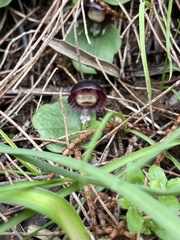 Corybas diemenicus