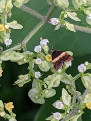 Choreutis basalis