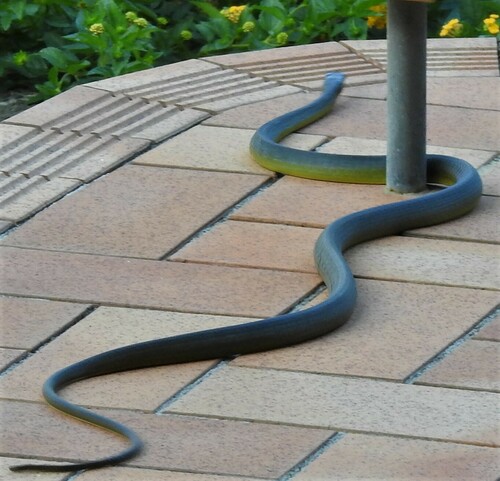 Common Tree Snake sighting