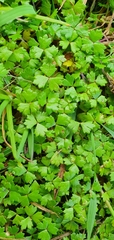 Hydrocotyle tripartita