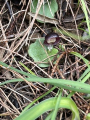 Corybas diemenicus