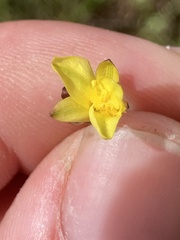 Tricoryne