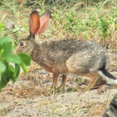 Lepus capensis