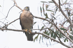 Accipiter cirrocephalus