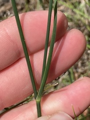 Tricoryne