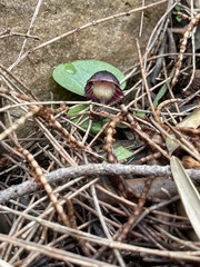 Corybas diemenicus