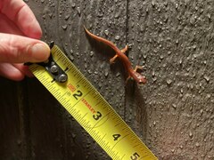 Ensatina eschscholtzii