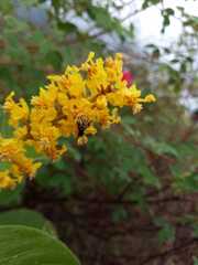 Byrsonima crassifolia