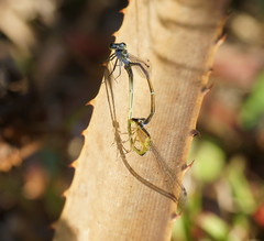 Ischnura pruinescens