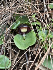 Corybas diemenicus