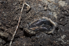 Arthurdendyus triangulatus