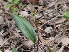 Cryptostylis ovata