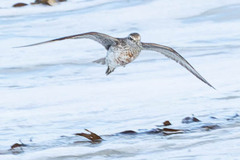 Calidris canutus