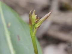 Cryptostylis ovata