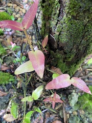 Syzygium thompsonii