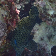 Chromileptes altivelis