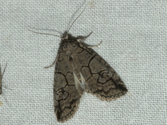 Prorocopis transversilinea