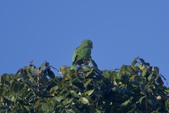 Amazona ochrocephala