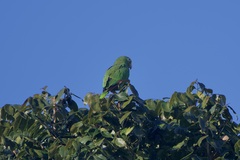 Amazona ochrocephala image