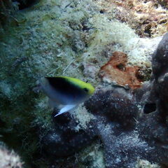 Chrysiptera rollandi