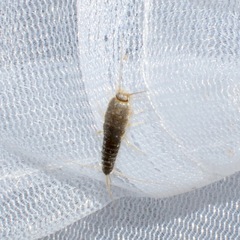 Ctenolepisma longicaudatum