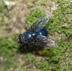 Calliphoroides antennatis