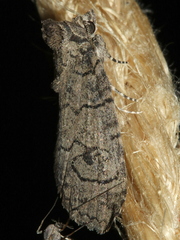 Prorocopis transversilinea