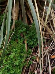 Selaginella uncinata