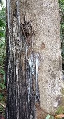 Dacryodes excelsa