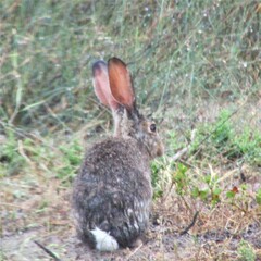 Lepus capensis