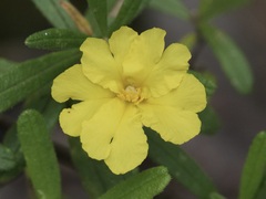 Hibbertia furfuracea