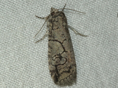Prorocopis transversilinea