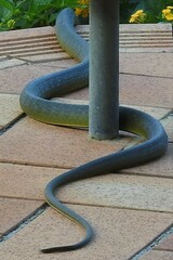Dendrelaphis punctulatus
