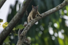 Sciurus variegatoides helveolus