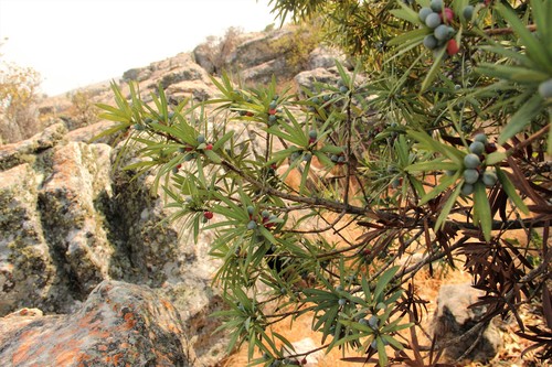 Podocarpus milanjianus image