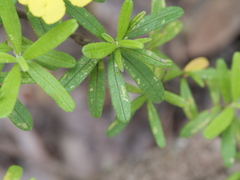 Hibbertia furfuracea
