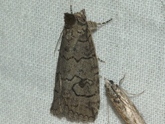 Prorocopis transversilinea
